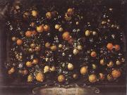 Bartolomeo Bimbi Orange lemon Limetten and Lunien oil painting reproduction
